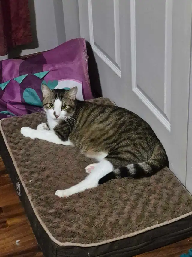 Fully vetted young cats and kittens - Photo 2