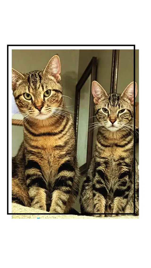 Fully vetted young cats and kittens - Photo 3