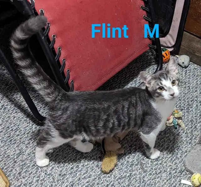 Fully vetted young cats and kittens - Photo 4