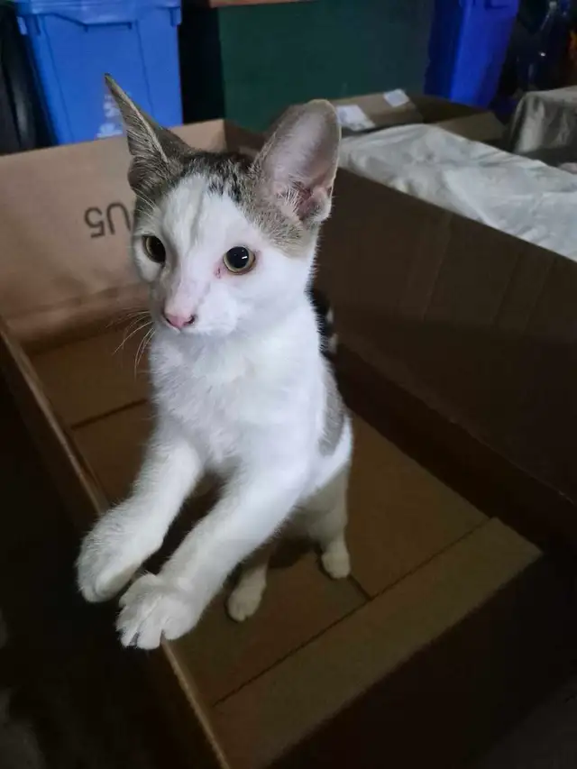 Fully vetted young cats and kittens - Photo 5