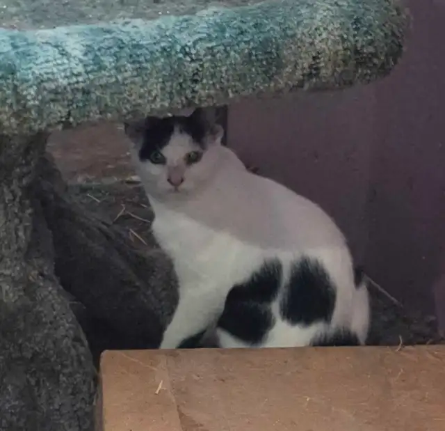 Fully vetted young cats and kittens - Photo 6