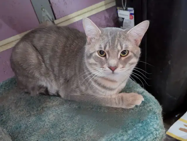 Fully vetted young cats and kittens - Photo 7