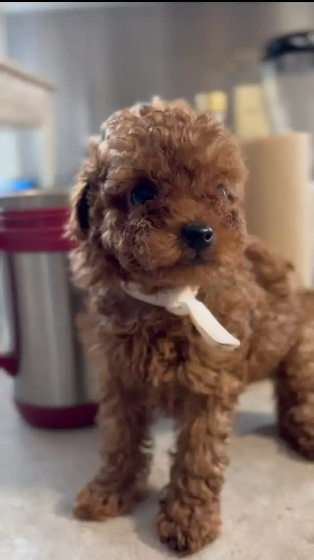 CKC registered red tiny toy poodle