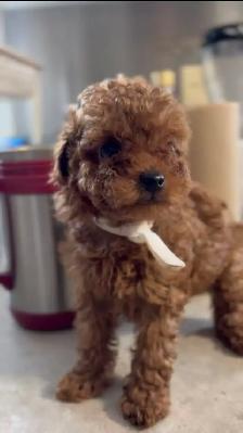 CKC registered red tiny toy poodle