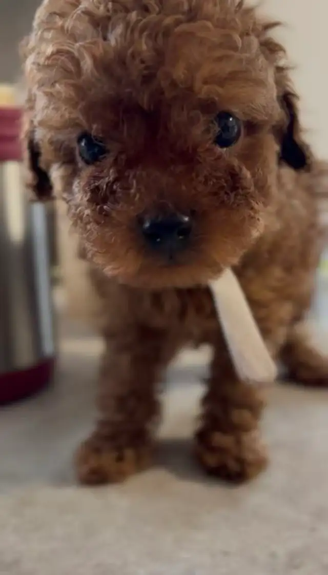 CKC registered red tiny toy poodle - Photo 2