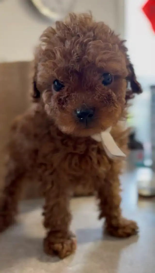 CKC registered red tiny toy poodle - Photo 3