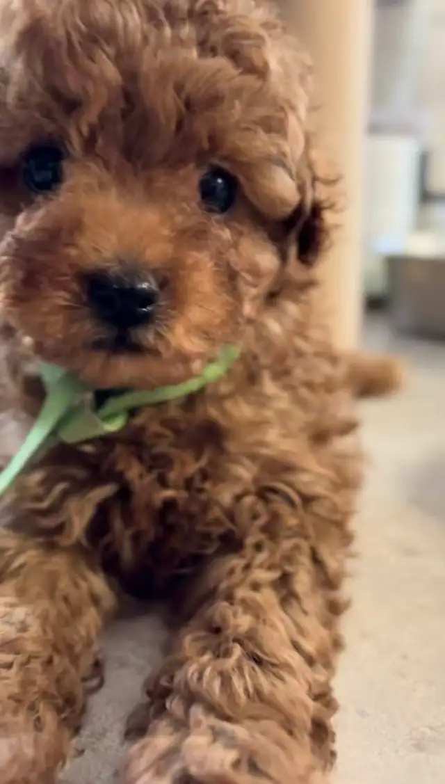 CKC registered red tiny toy poodle - Photo 4