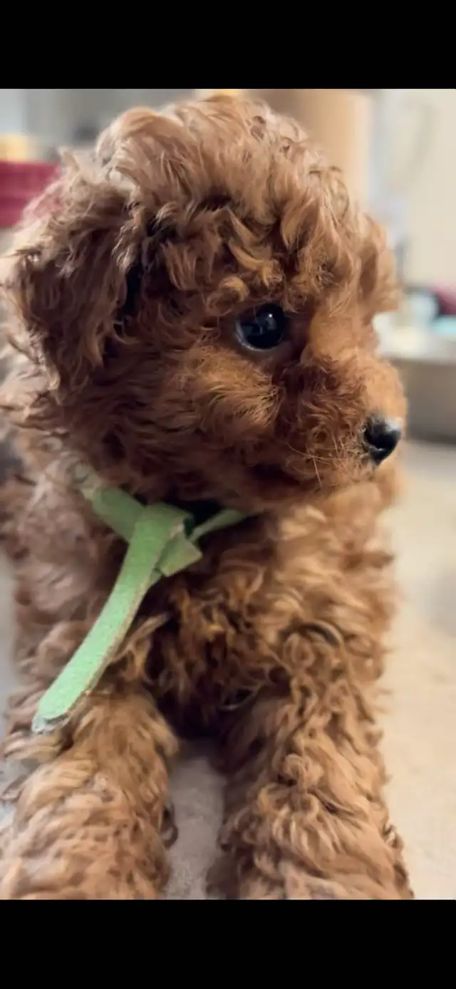 CKC registered red tiny toy poodle - Photo 5