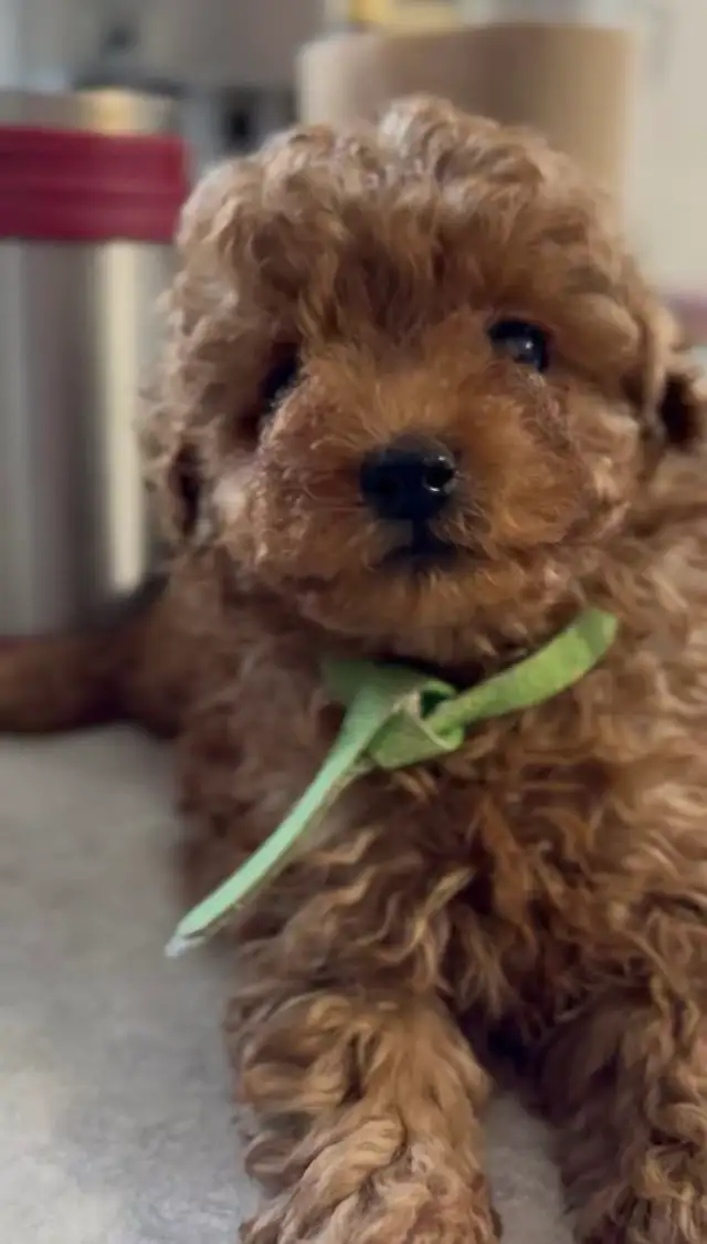 CKC registered red tiny toy poodle - Photo 6