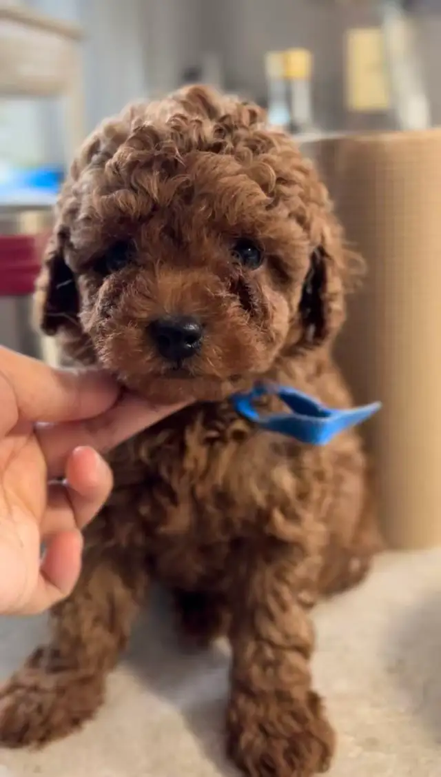 CKC registered red tiny toy poodle - Photo 7