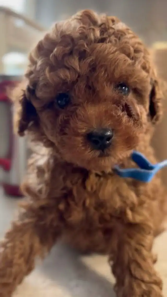 CKC registered red tiny toy poodle - Photo 8