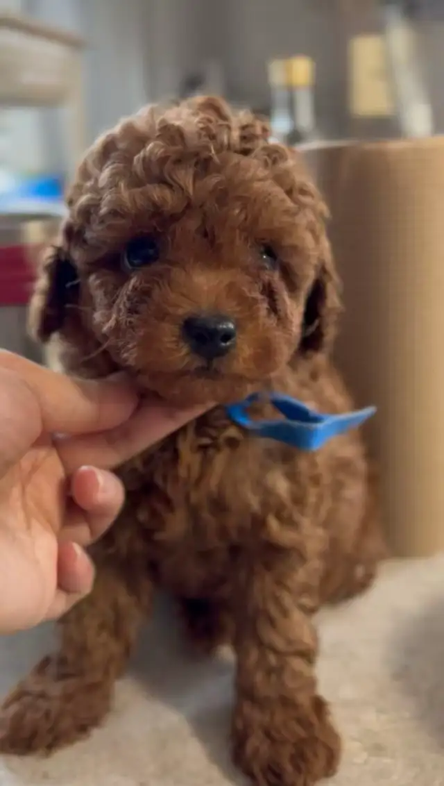 CKC registered red tiny toy poodle - Photo 9