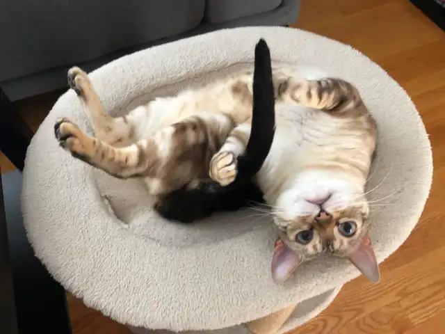 Super Pension pour chat - Hébergement  pour Chat / Cat boarding - Photo 2