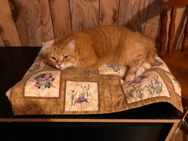 Super Pension pour chat - Hébergement  pour Chat / Cat boarding - Photo 4