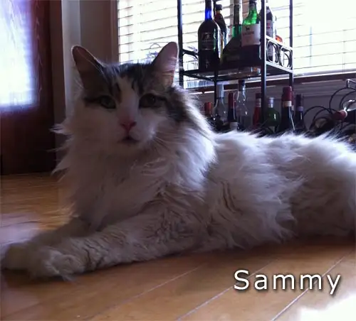 Super Pension pour chat - Hébergement  pour Chat / Cat boarding - Photo 5