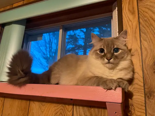 Super Pension pour chat - Hébergement  pour Chat / Cat boarding - Photo 6