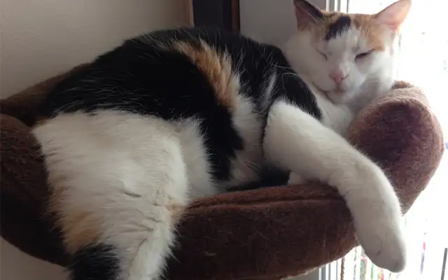 Super Pension pour chat - Hébergement  pour Chat / Cat boarding - Photo 7