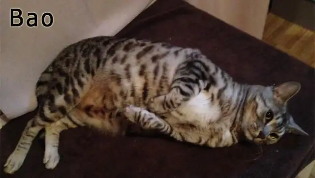 Super Pension pour chat - Hébergement  pour Chat / Cat boarding - Photo 9