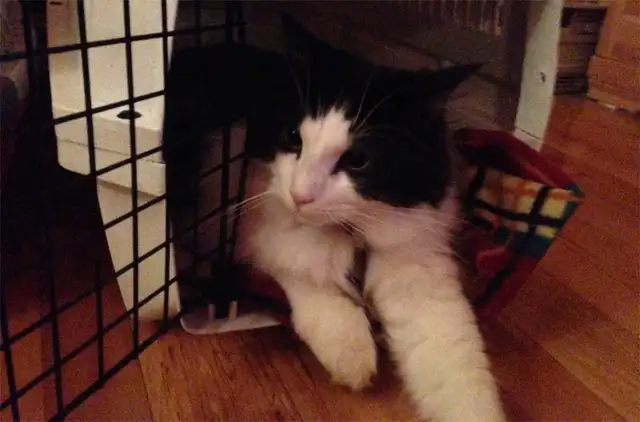 Super Pension pour chat - Hébergement  pour Chat / Cat boarding - Photo 10