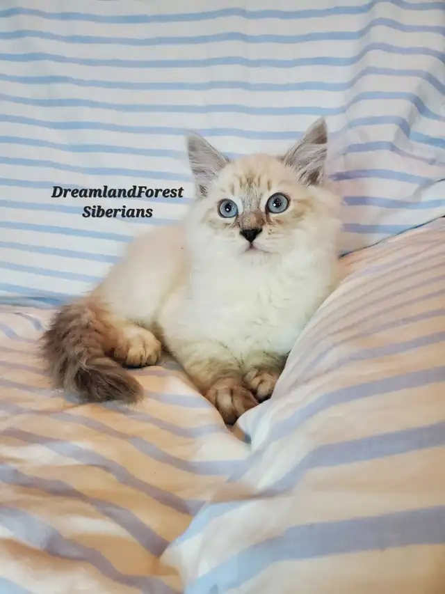 Hypoallergenic TICA Siberian Kitten