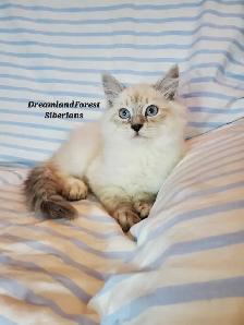 Hypoallergenic TICA Siberian Kitten