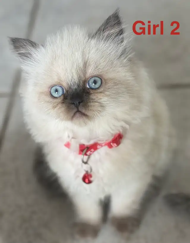 Gorgeous Himalayan Persian, Kittens