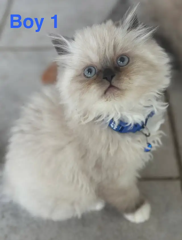 Gorgeous Himalayan Persian, Kittens - Photo 4