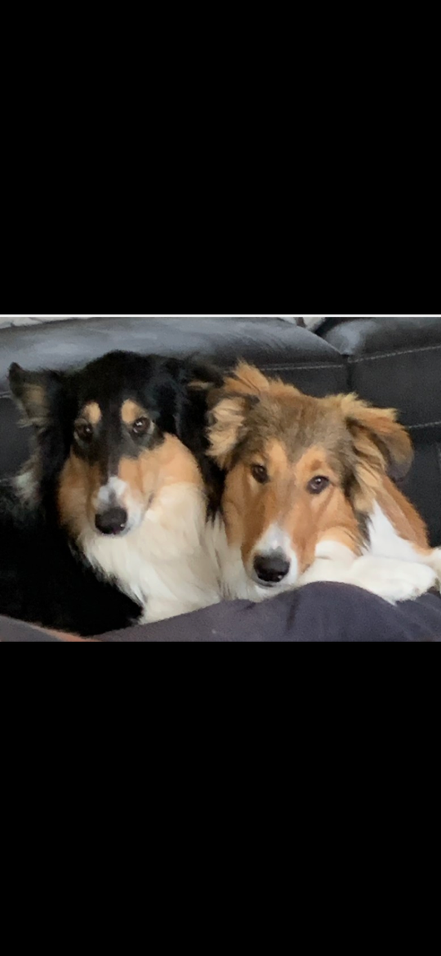 Rough Collie Puppies for sale