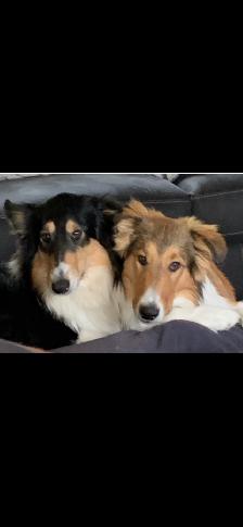 Rough Collie Puppies for sale