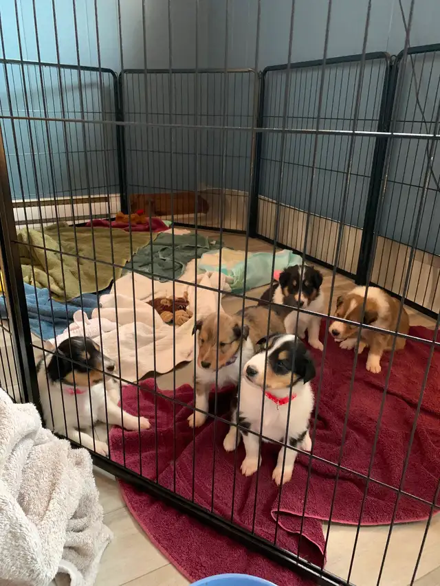 Rough Collie Puppies for sale - Photo 2