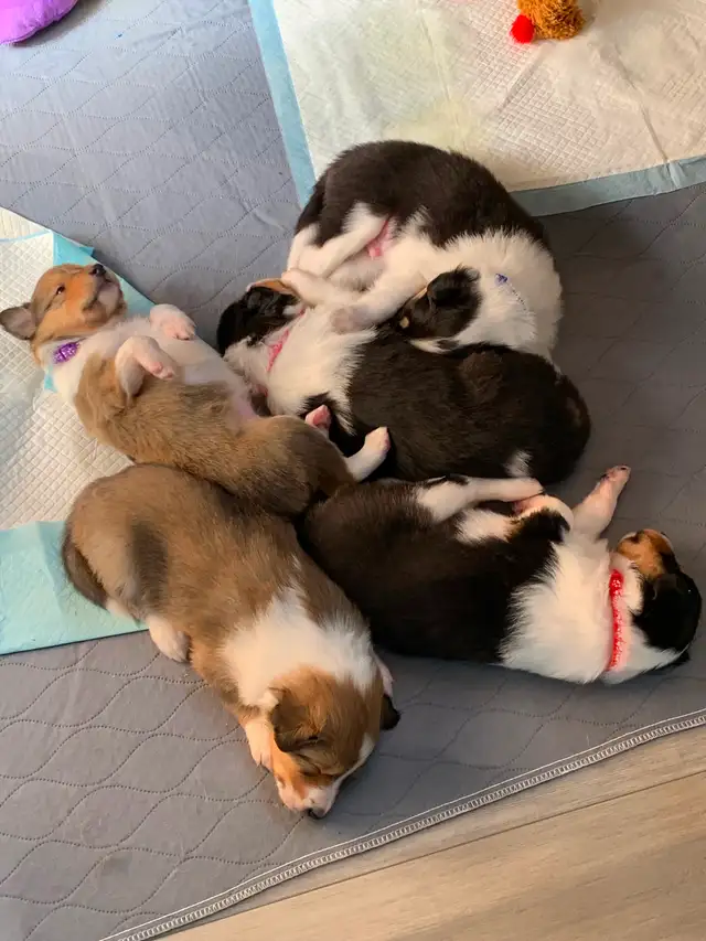 Rough Collie Puppies for sale - Photo 3