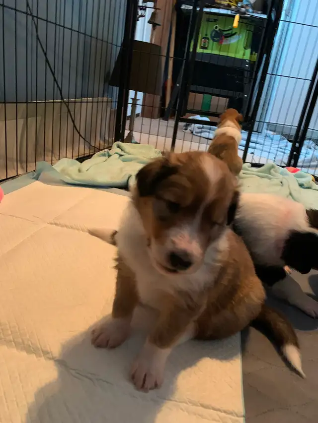 Rough Collie Puppies for sale - Photo 4