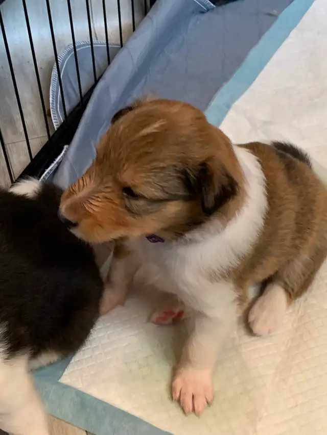 Rough Collie Puppies for sale - Photo 5