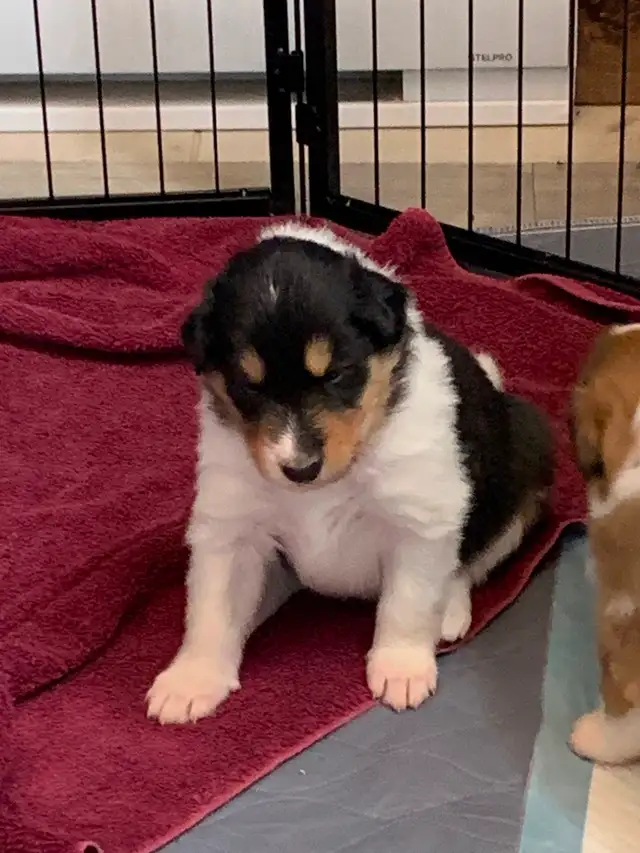 Rough Collie Puppies for sale - Photo 6