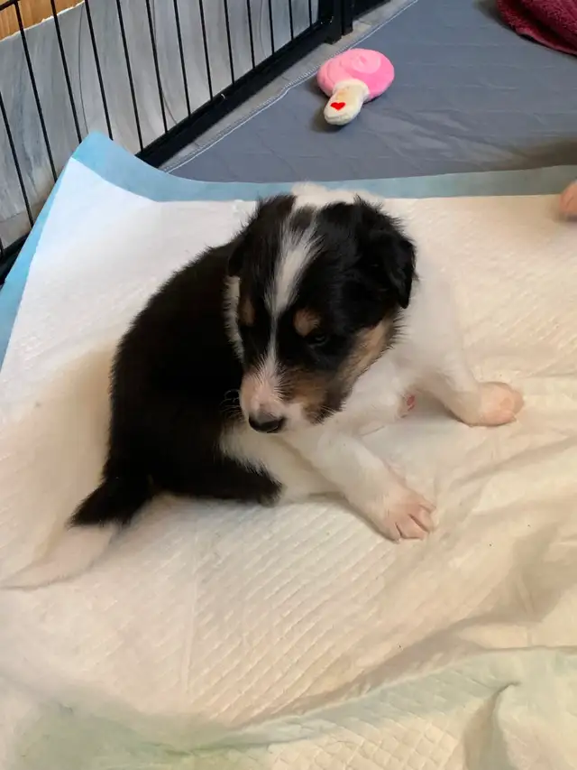 Rough Collie Puppies for sale - Photo 7
