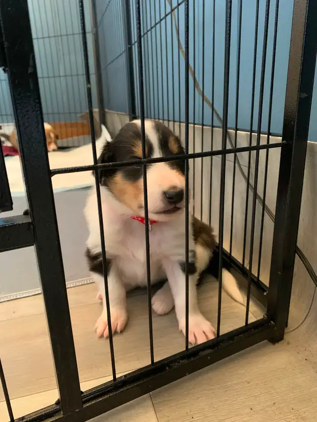 Rough Collie Puppies for sale - Photo 8