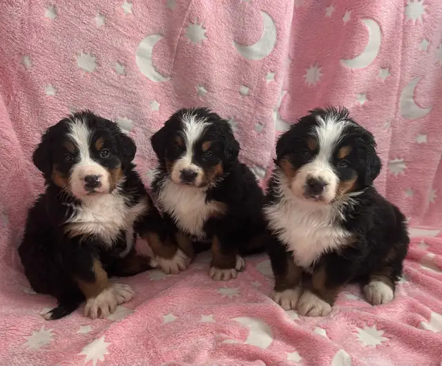 Bernese Mountain Dog Puppies F/M