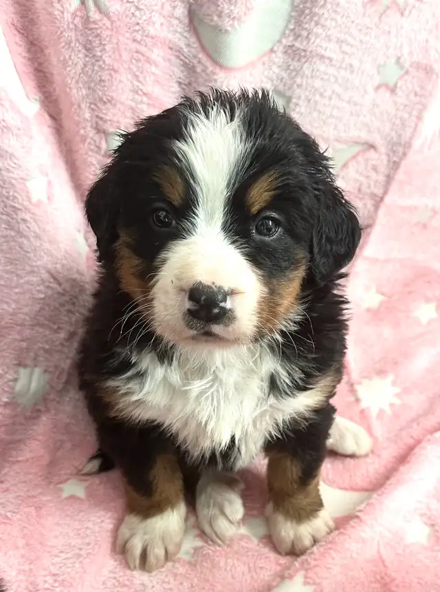 Bernese Mountain Dog Puppies F/M - Photo 2