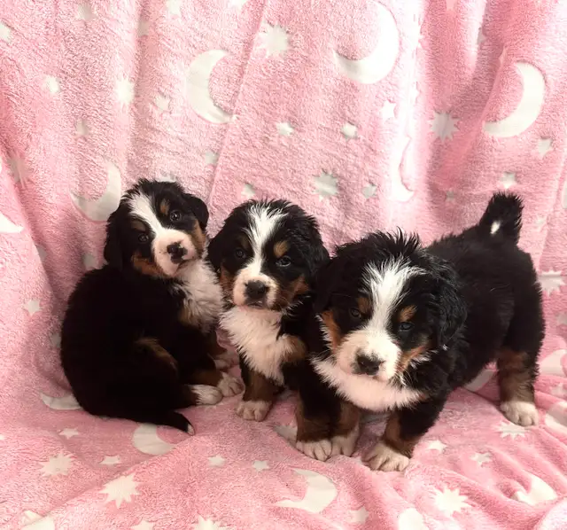 Bernese Mountain Dog Puppies F/M - Photo 3