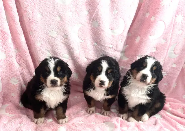 Bernese Mountain Dog Puppies F/M - Photo 4