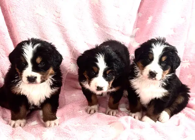 Bernese Mountain Dog Puppies F/M - Photo 5