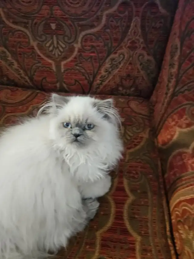 Female Himalayan Kitten for Sale