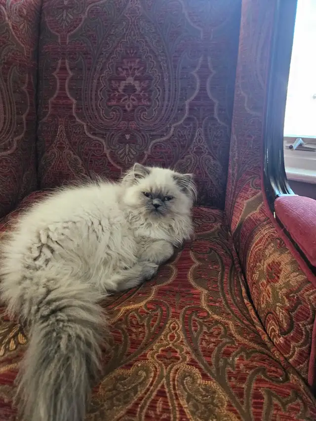 Female Himalayan Kitten for Sale - Photo 2