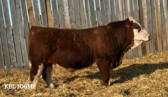 2 Year Old Simmental Bull