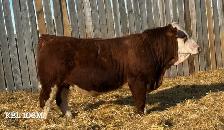 2 Year Old Simmental Bull
