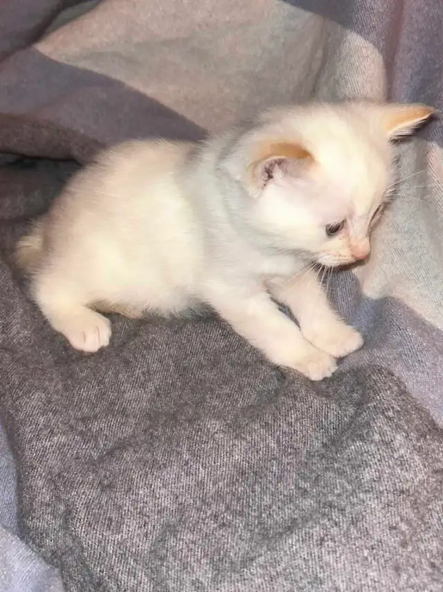 Siamese kitten