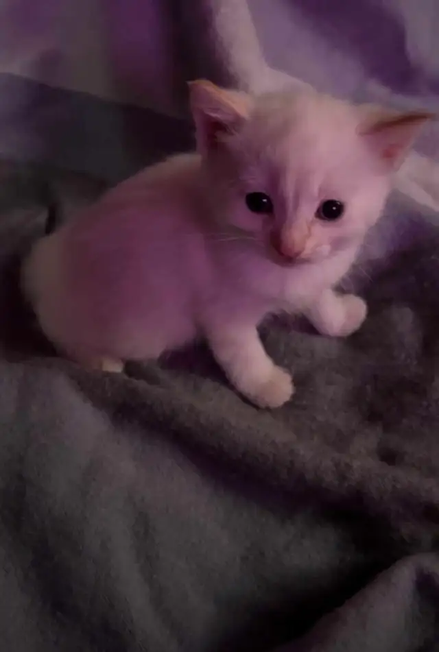 Siamese kitten - Photo 2