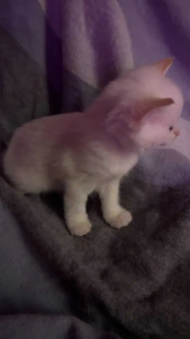 Siamese kitten - Photo 3