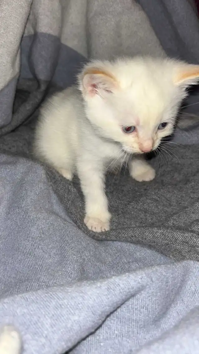 Siamese kitten - Photo 4