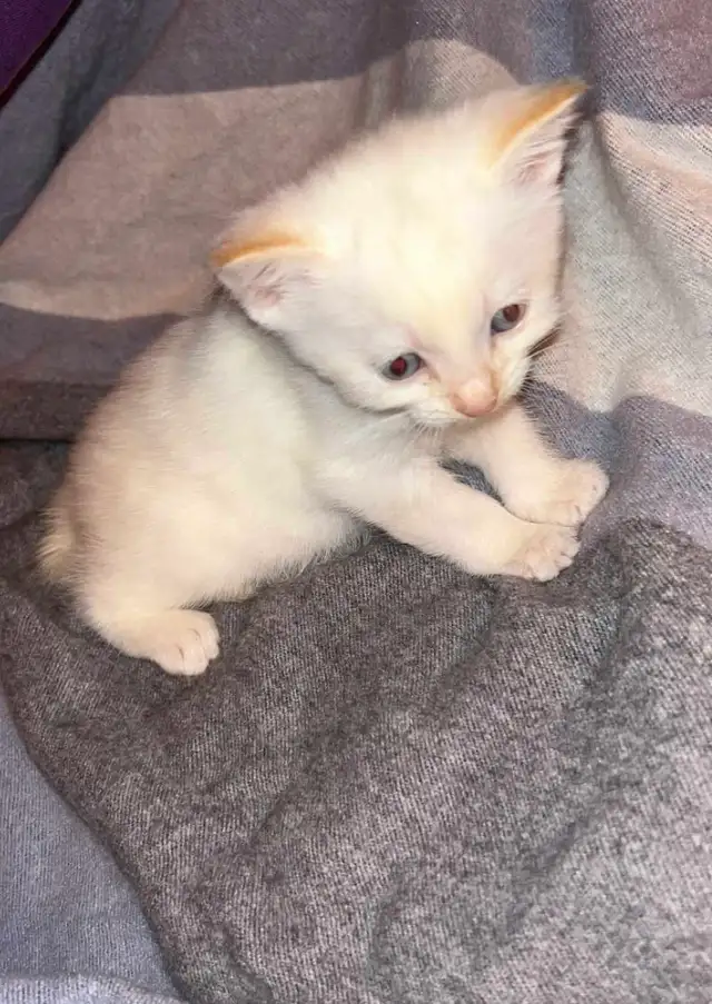 Siamese kitten - Photo 5